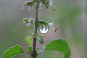 Tulsi holy basil plant  pic by Snap