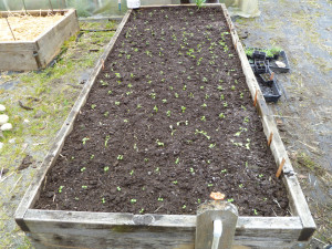 seedlings in the garden bed aimee cartier blog