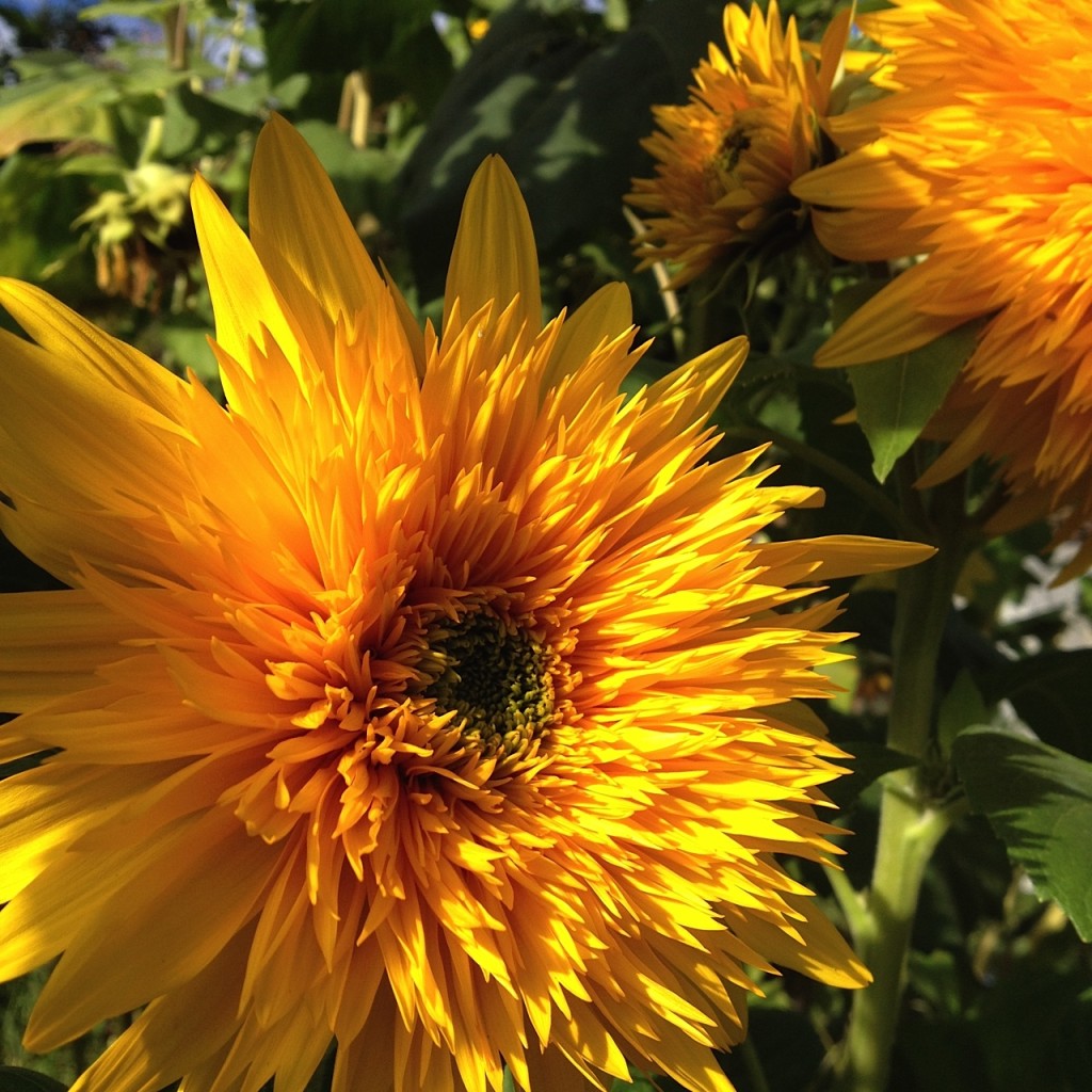 sunflower! aimee cartier blog