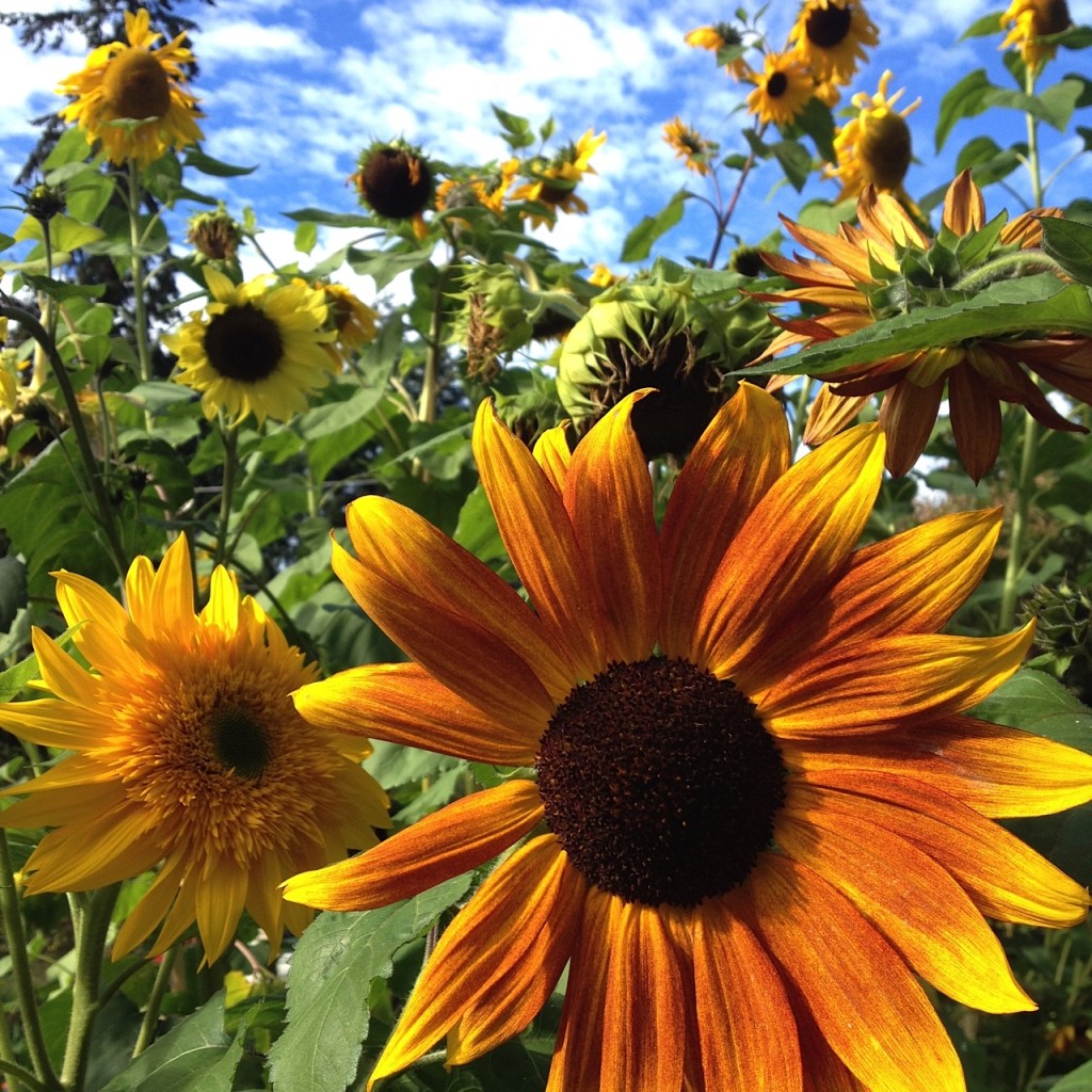 sunflower patch aimee cartier blog