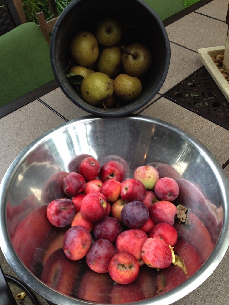 fruit harvest (part of) aimee cartier blog