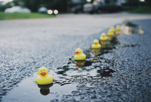 ducks in a row pic by wilB