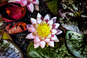 lotus flower by Heribert Pohl