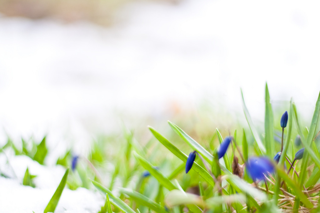 Spring Flowers