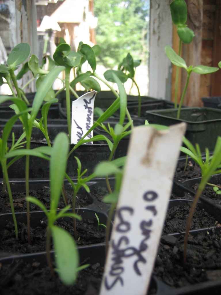 sprouts in the greenhouse aimee cartier blog