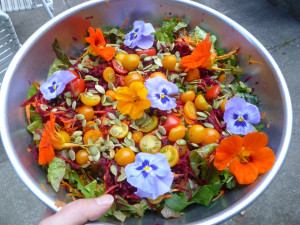 Salad straight from our garden