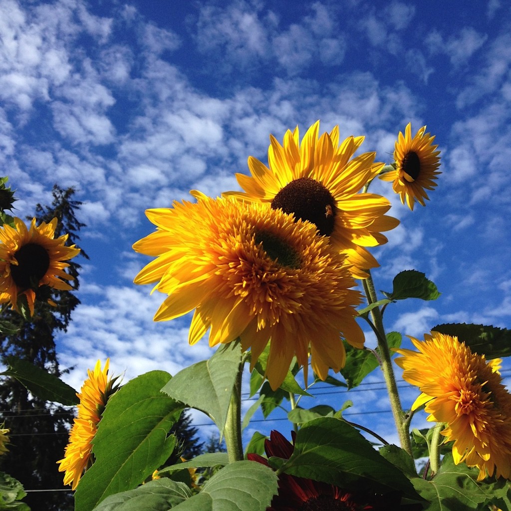 sunflower patch with bee 2015 aimee cartier blog