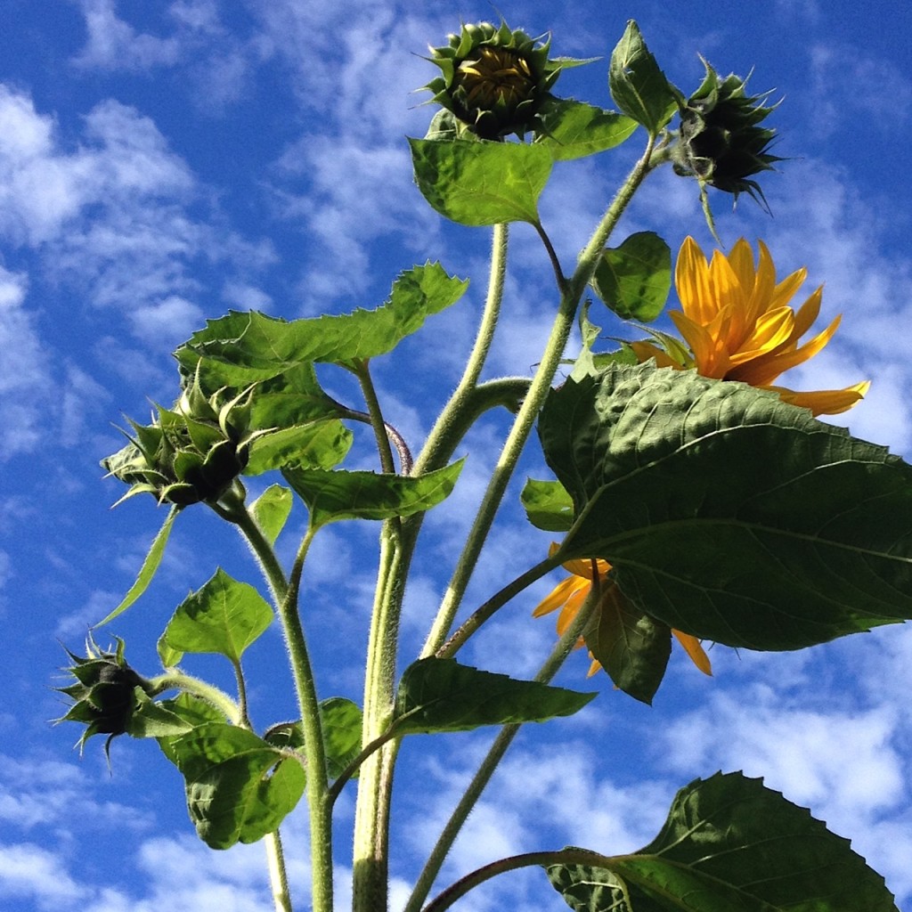 new growth sunflower fall 2015 aimee cartier blog
