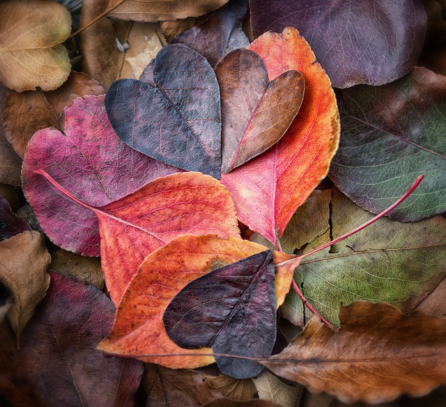 magic life Aimee Cartier blog leaf hearts pic by Anne Worner