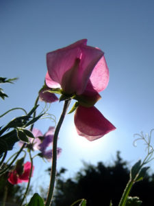 sweet-pea-pink-reaching-for-the-sun-pc-orangeaurochs